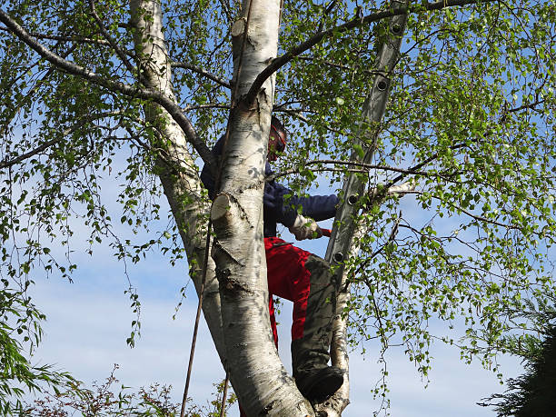 How Our Tree Care Process Works  in  Proctor, MN